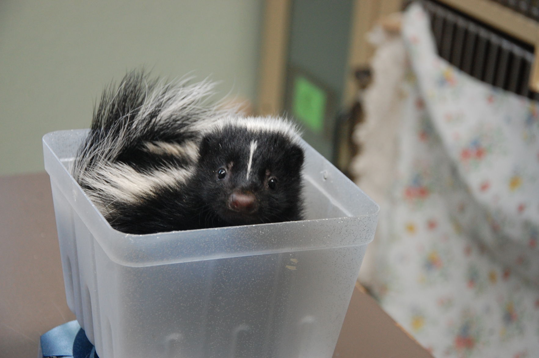 Napa Wildlife Rescue